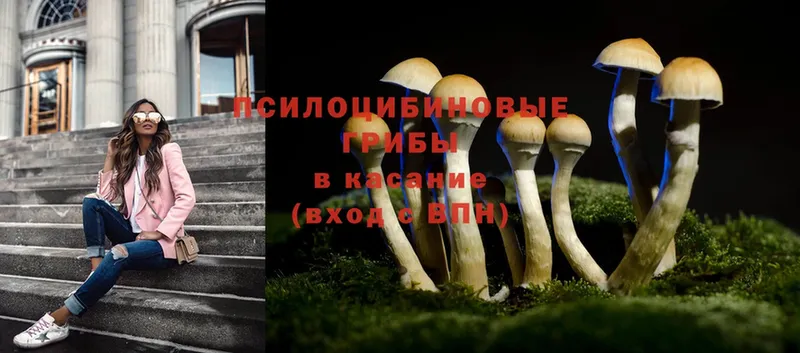 купить наркоту  Ноябрьск  Псилоцибиновые грибы Cubensis 